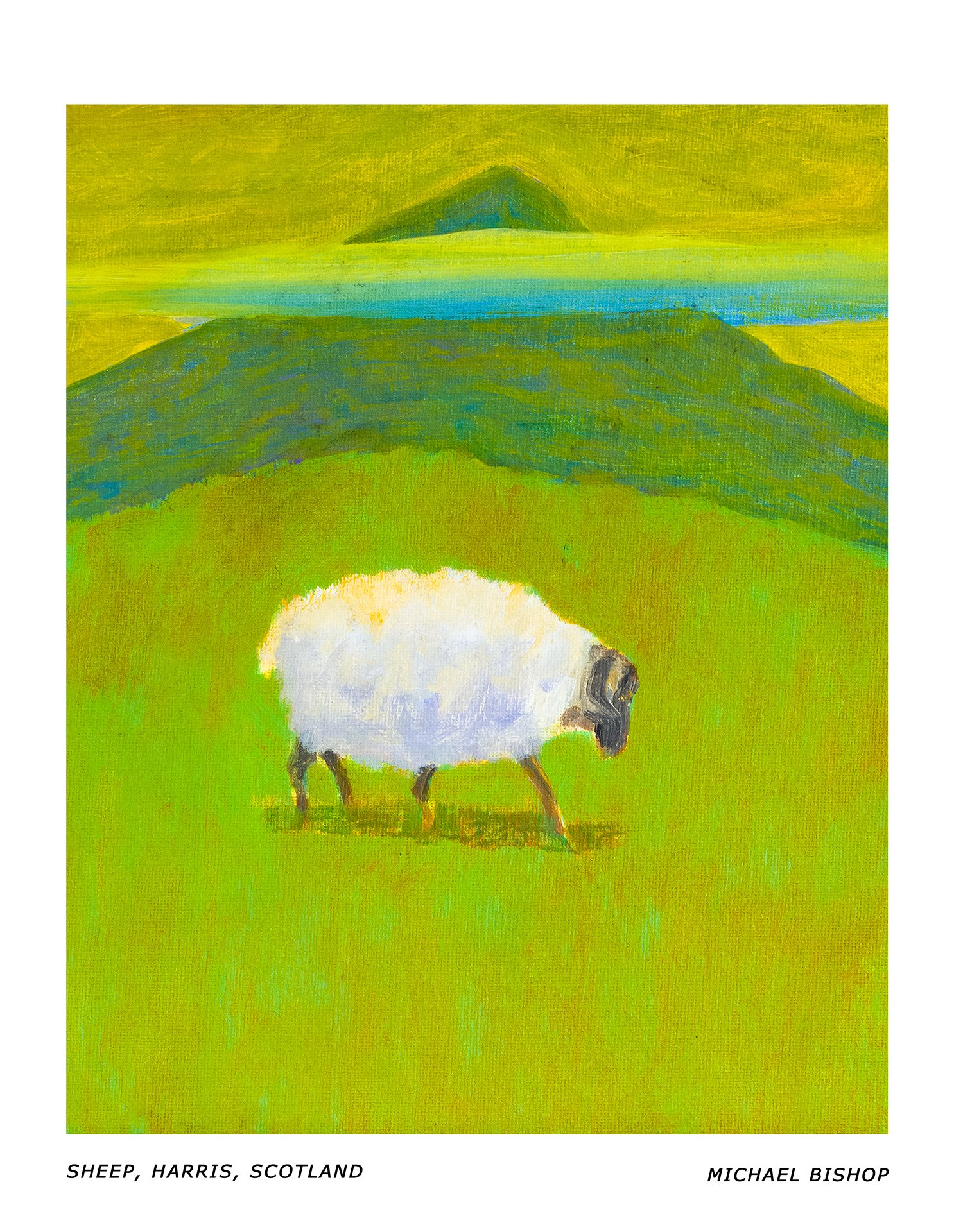 49_RA_MB_Sheep, Harris, Scotland